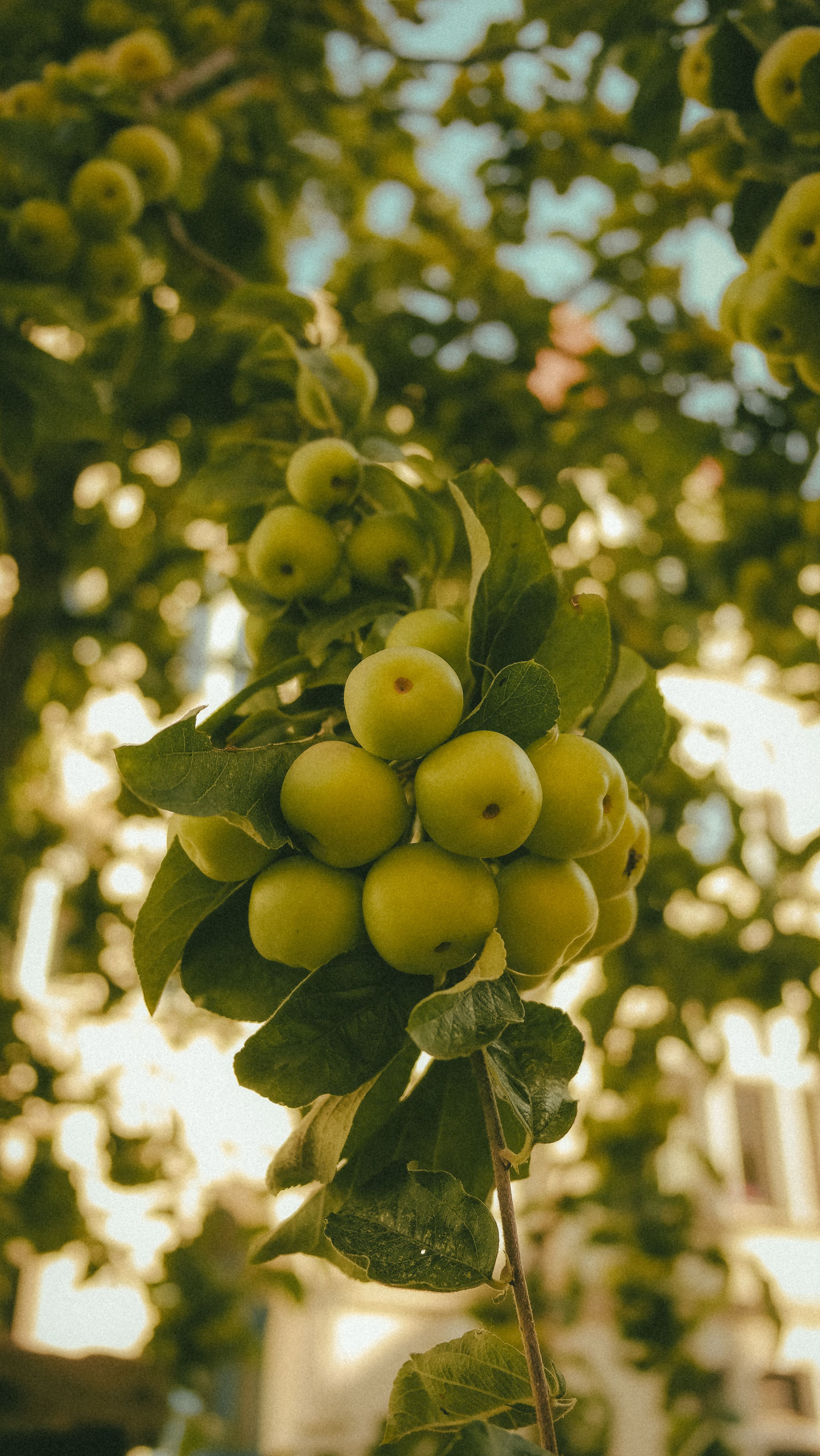 Close-up of green apples on tree branch · Free Stock Photo