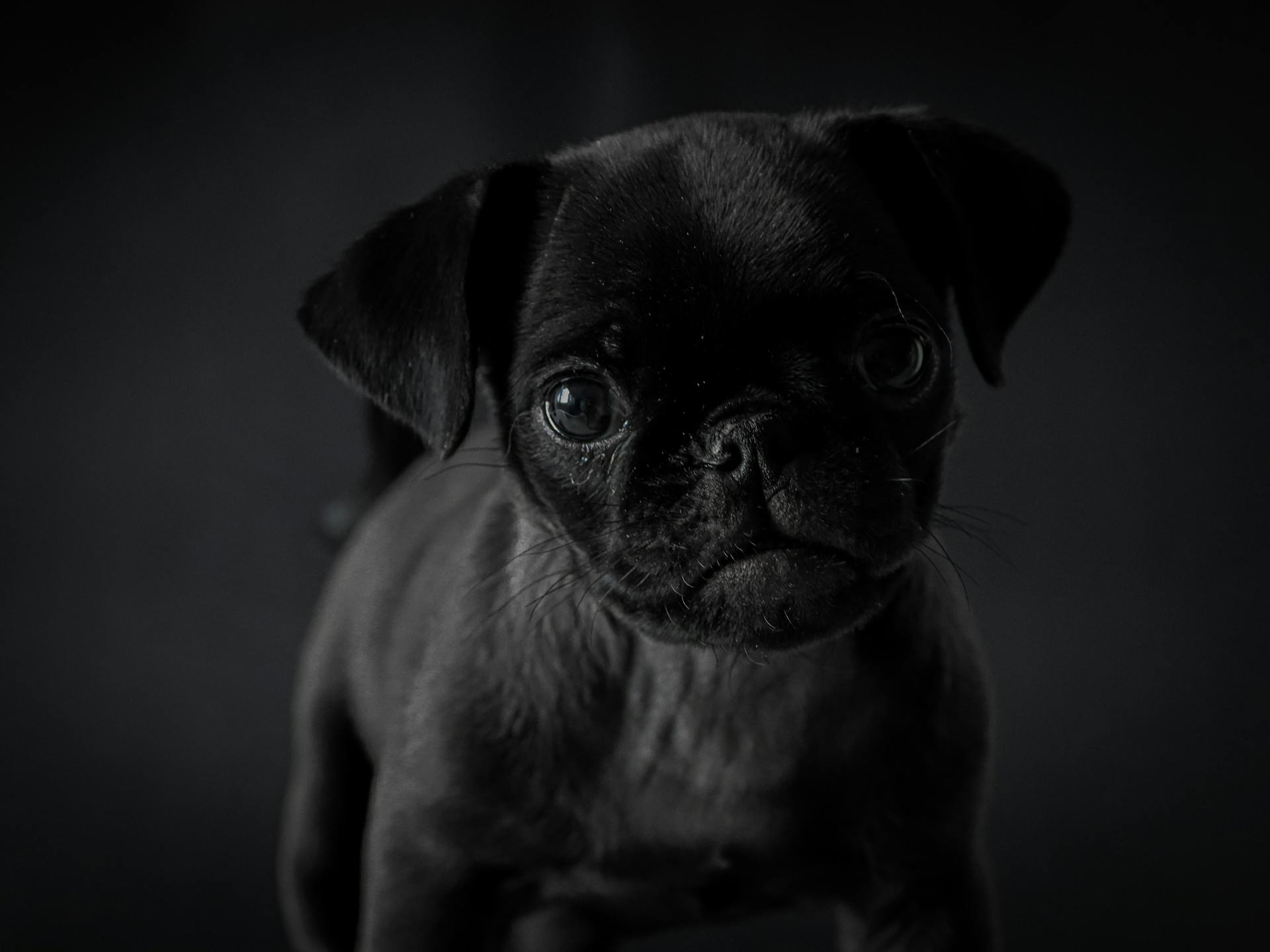 Adorable Black Pug Puppy Portrait in High Contrast