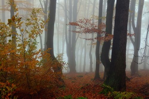 Free Serene forest scene in autumn with mist and vibrant foliage, creating a mystical atmosphere. Stock Photo