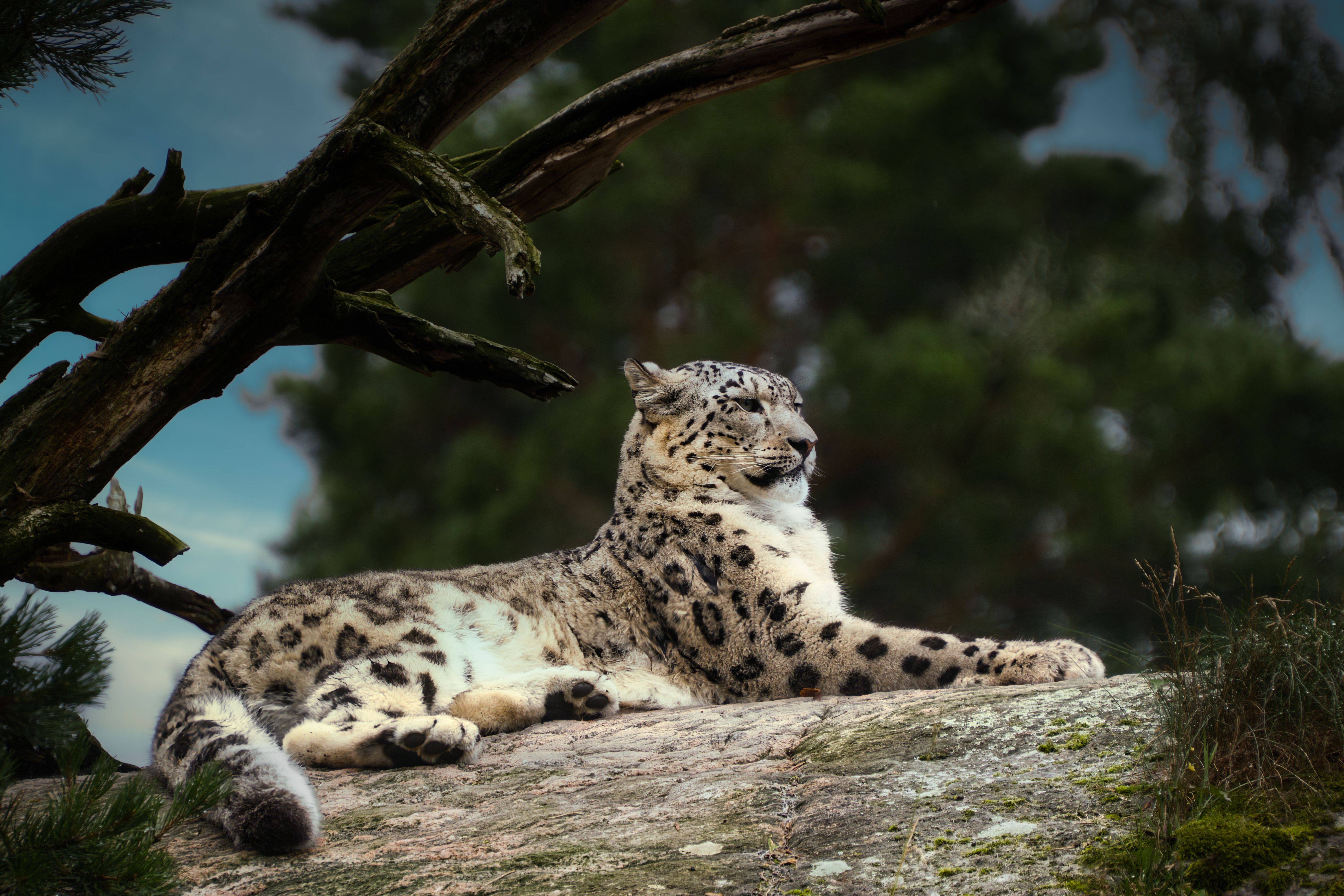 Snow leopard Magic Moment