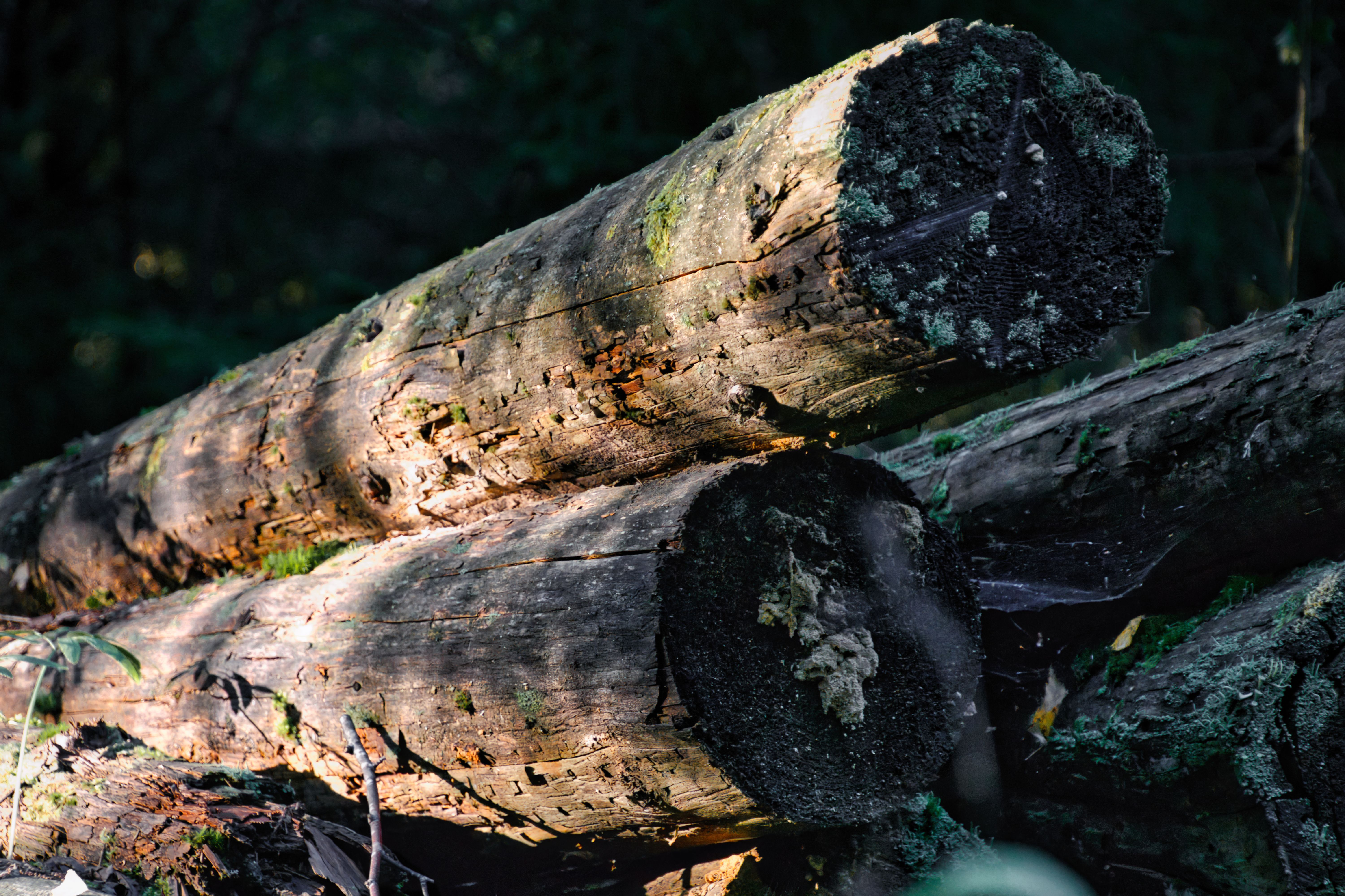 Close up of Tree Logs · Free Stock Photo