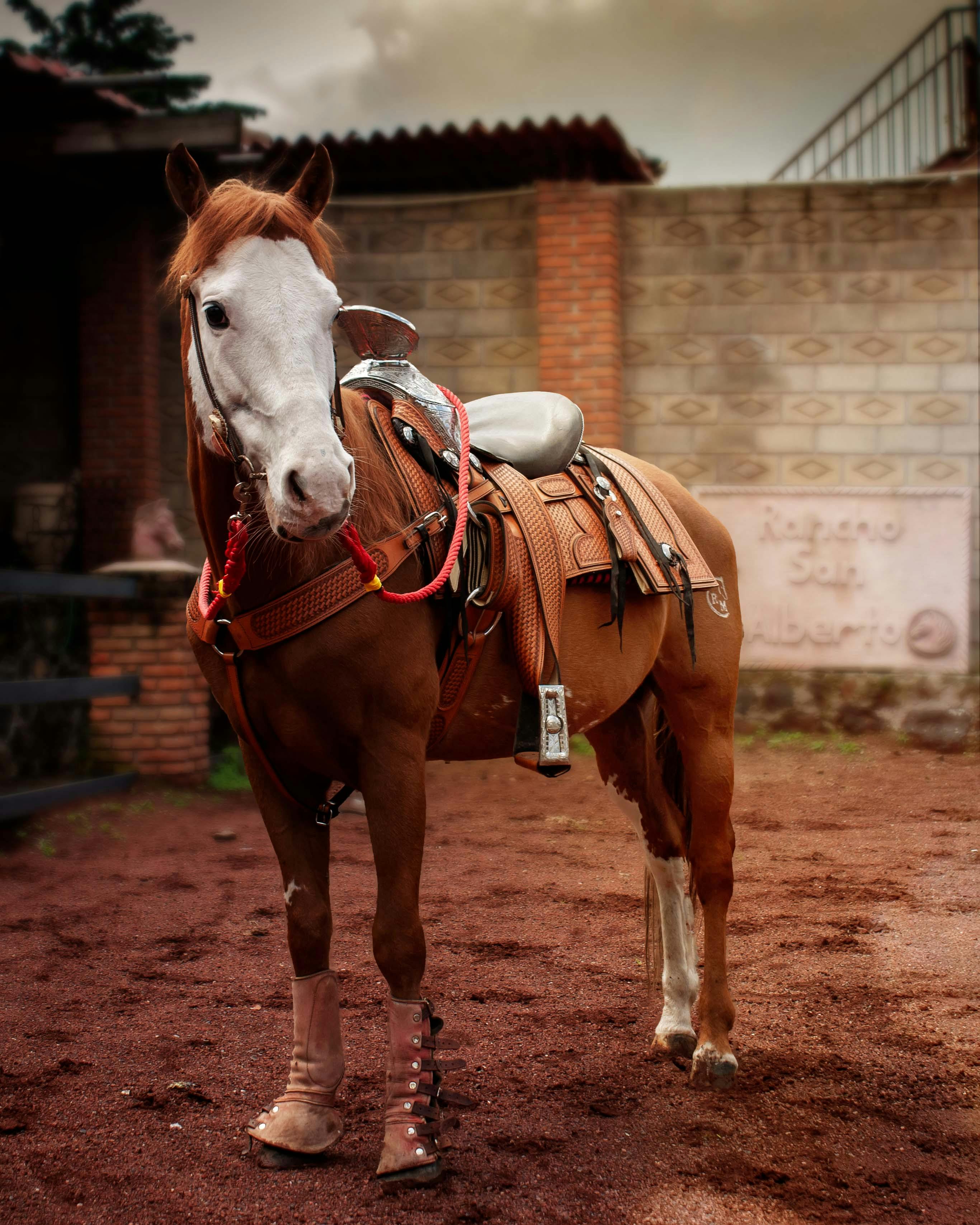 A beautifully saddled horse stands in a rustic stable setting, ready for riding.