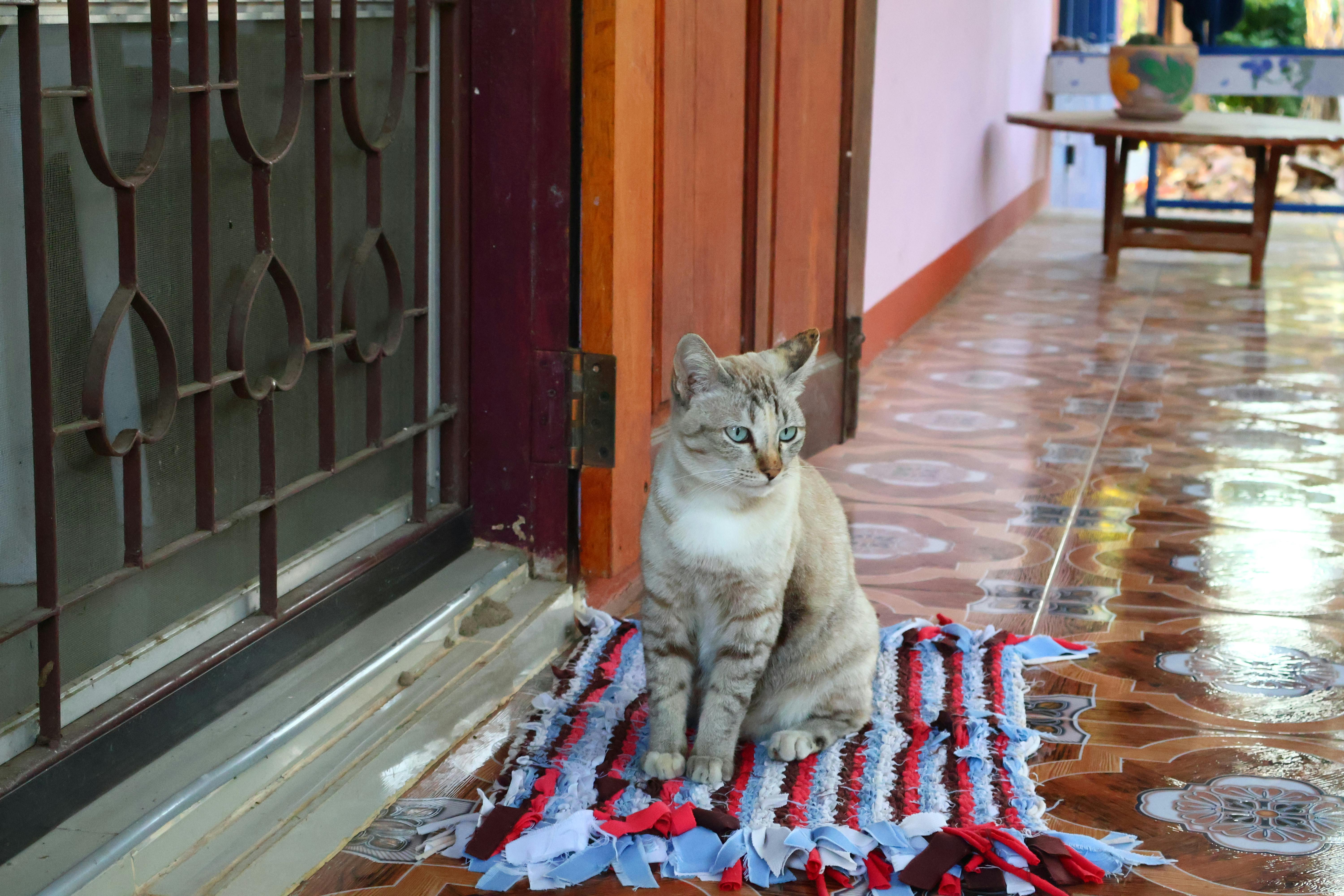 Free Cat Stock Photo