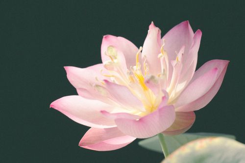 Free Close-up of a delicate pink lotus flower bloom, exuding tranquility and beauty. Stock Photo