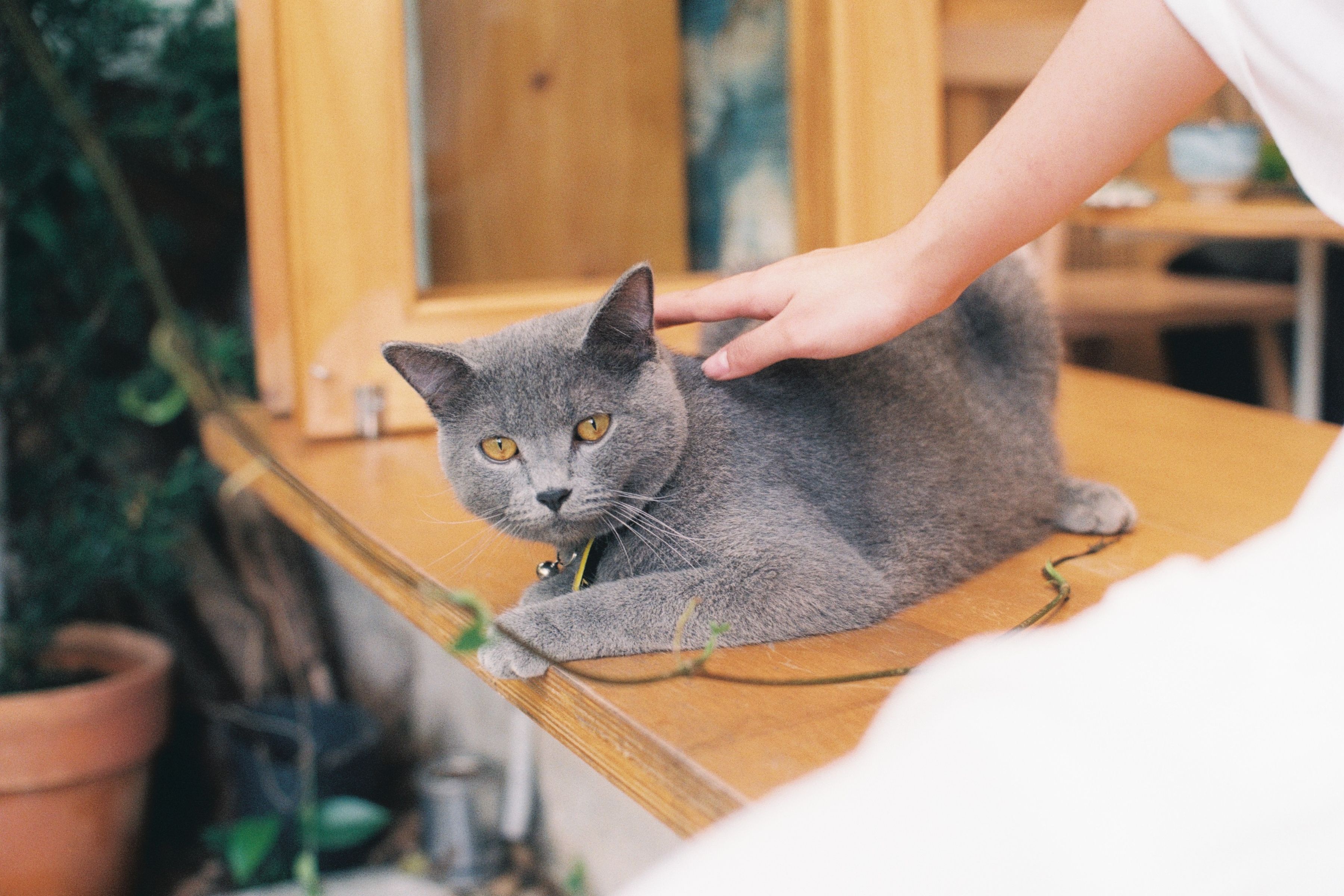 Pet loss is a deeply human grief—now owners turn to technology to cope — Photo by Hom Nay Chup Gi on Pexels