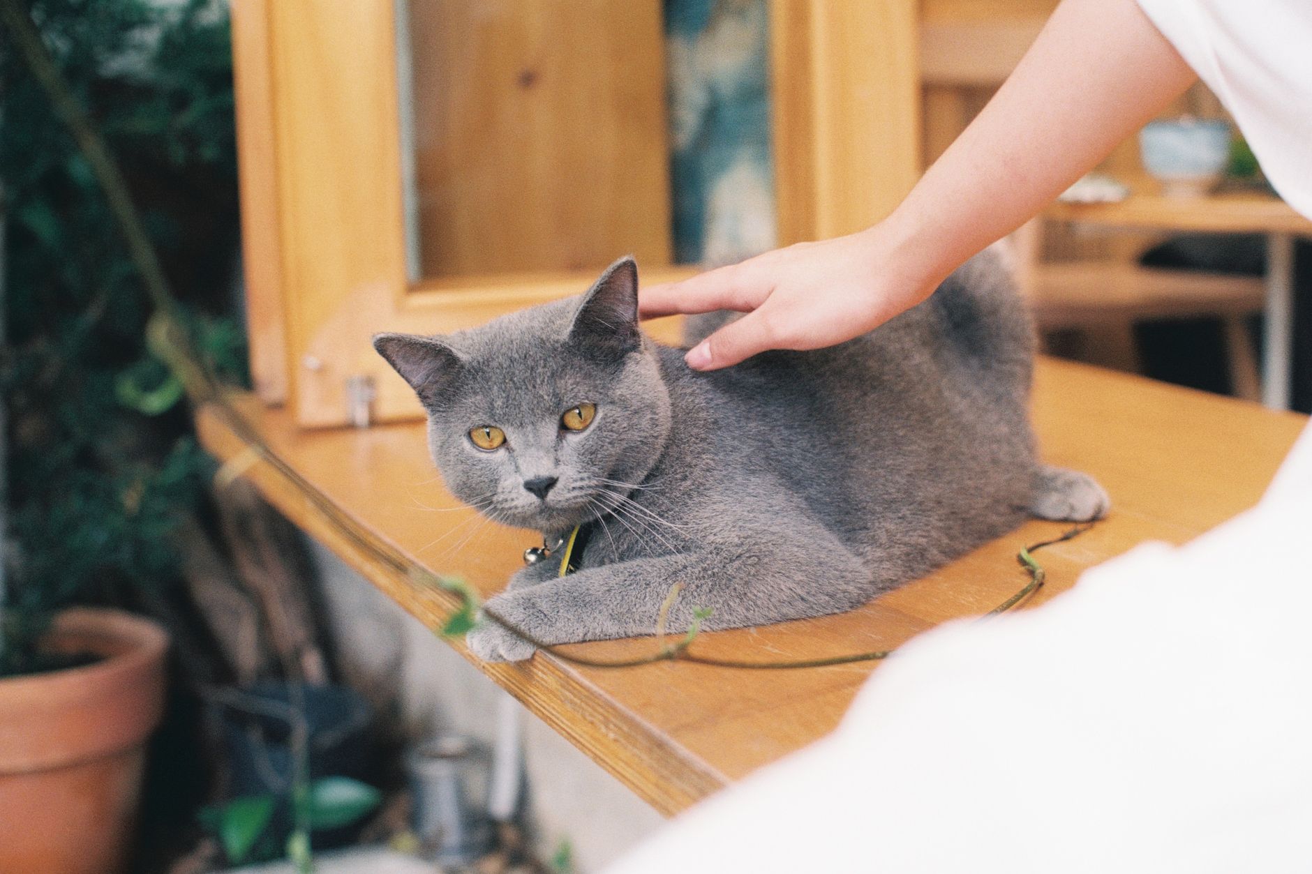 A cat undergoing diagnostic blood testing at a veterinary clinic