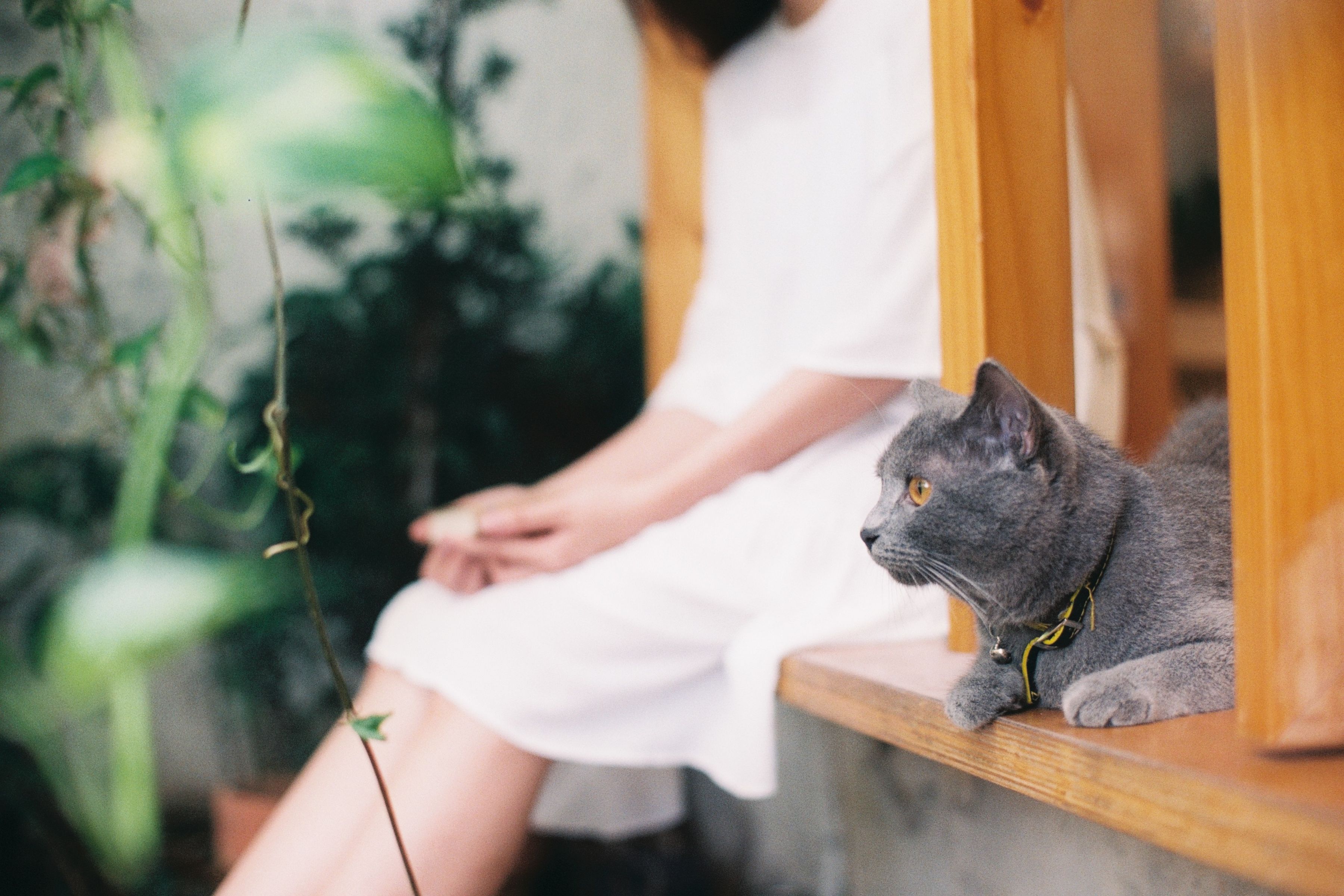 Pet Cremation Services: The Truth About Private Ashes and Tracking Systems
