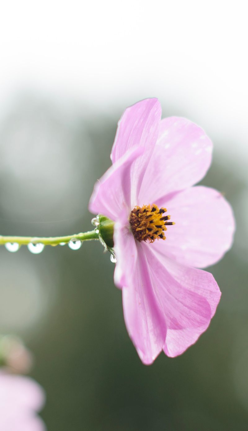 Pink Nature Wallpaper Photos, Download The BEST Free Pink Nature ...