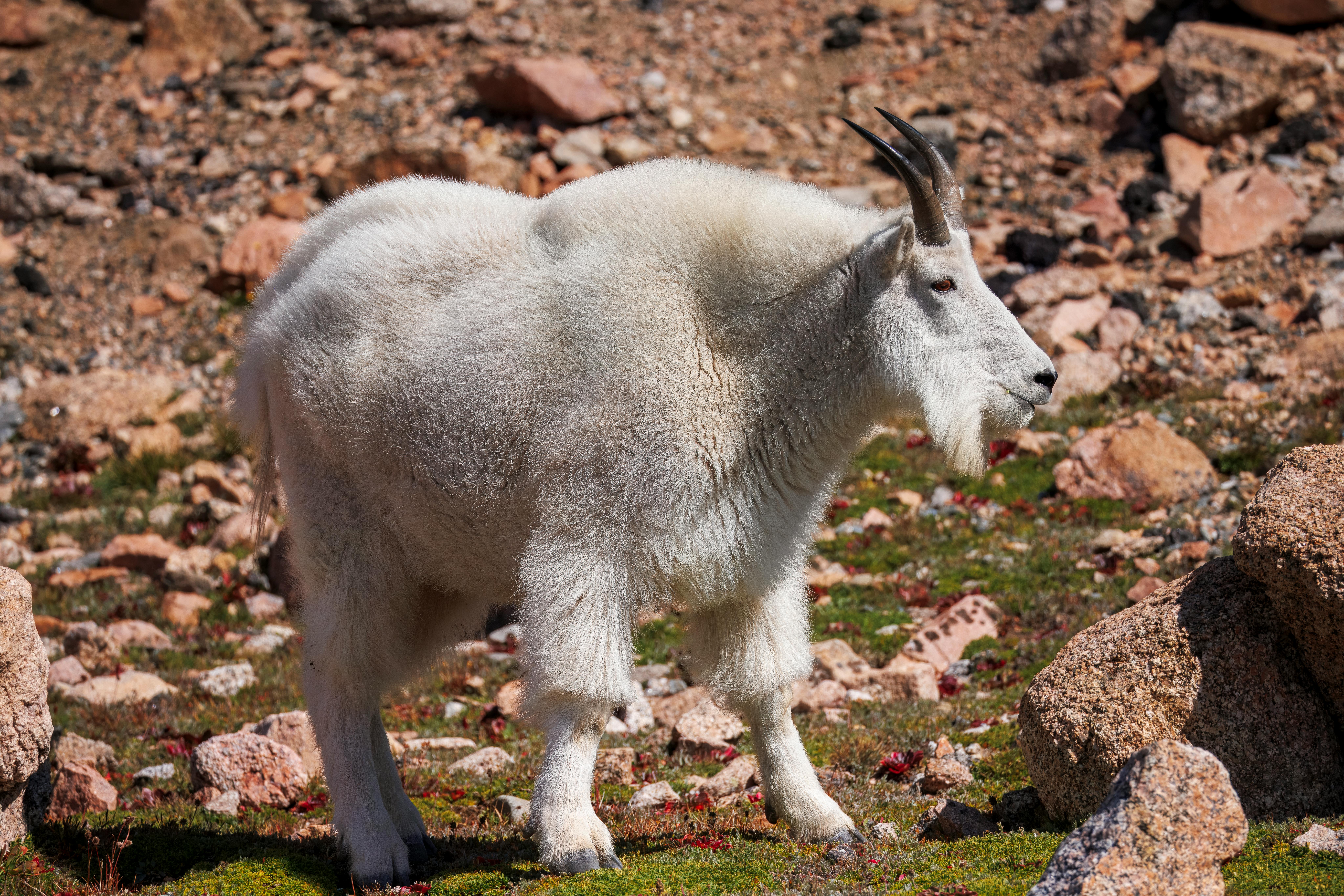 Big Horn Outdoor Adventure Show - Spokane and North Idaho community calendar - The Spokesman — Photo by Steve Burcham on Pexe