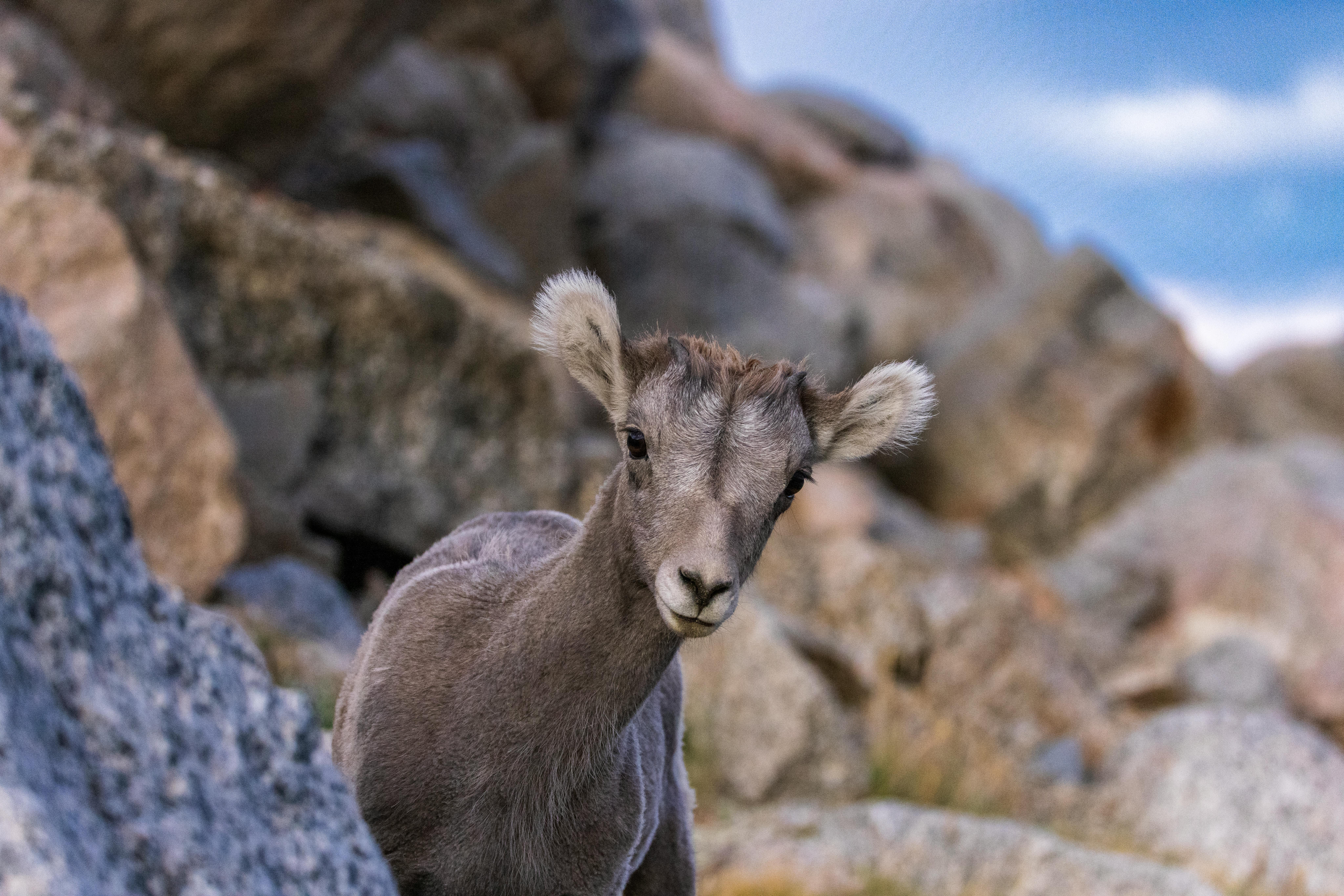 Big Horn Outdoor Adventure Show - Spokane and North Idaho community calendar - The Spokesman — Photo by Steve Burcham on Pexe
