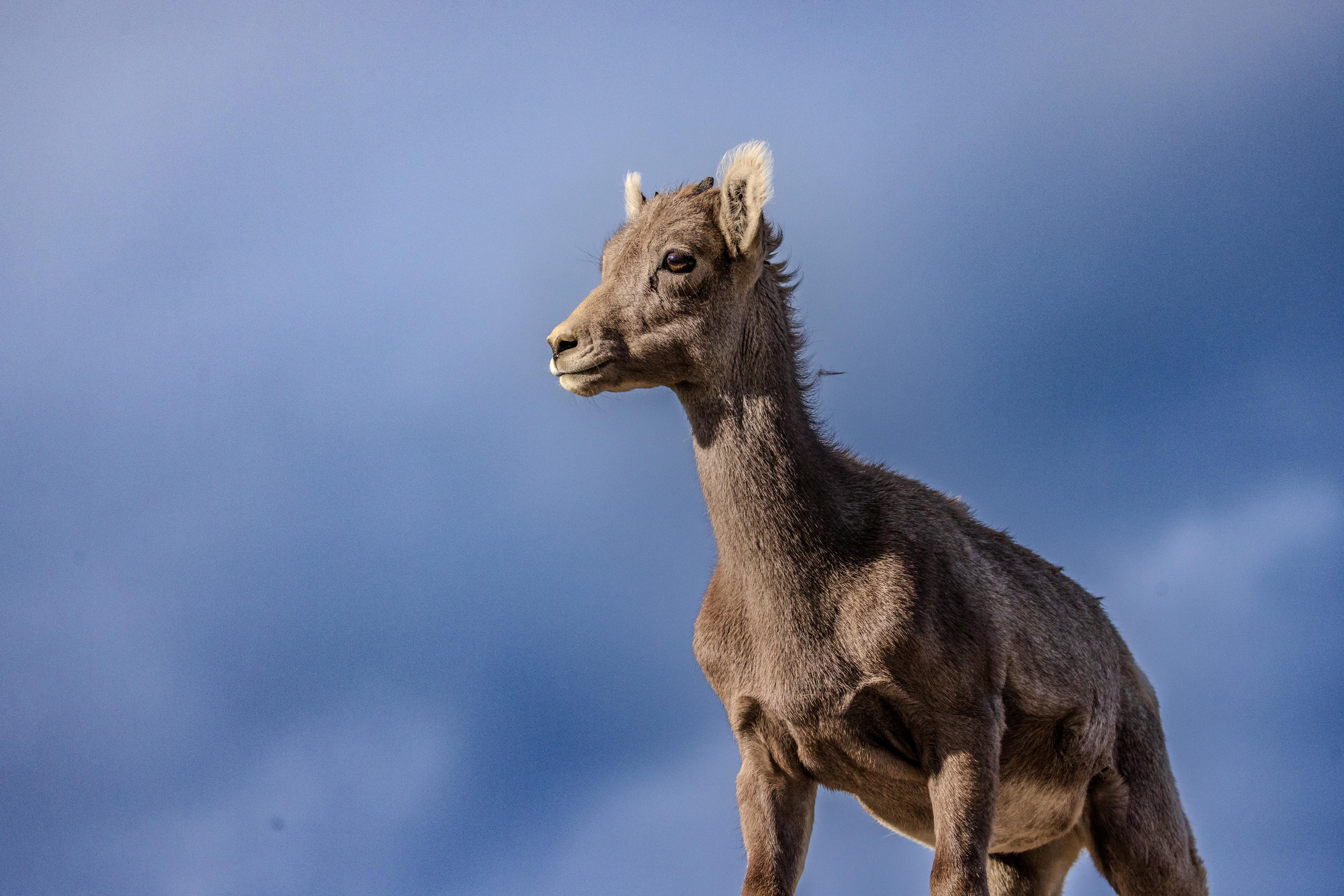 Big Horn Outdoor Adventure Show - Spokane and North Idaho community calendar - The Spokesman — Photo by Steve Burcham on Pexe