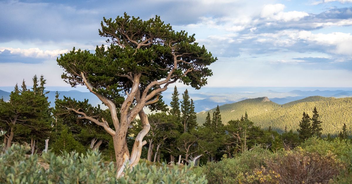 Majestic alpine landscape in Idaho Springs, CO with lush trees and mountain views.