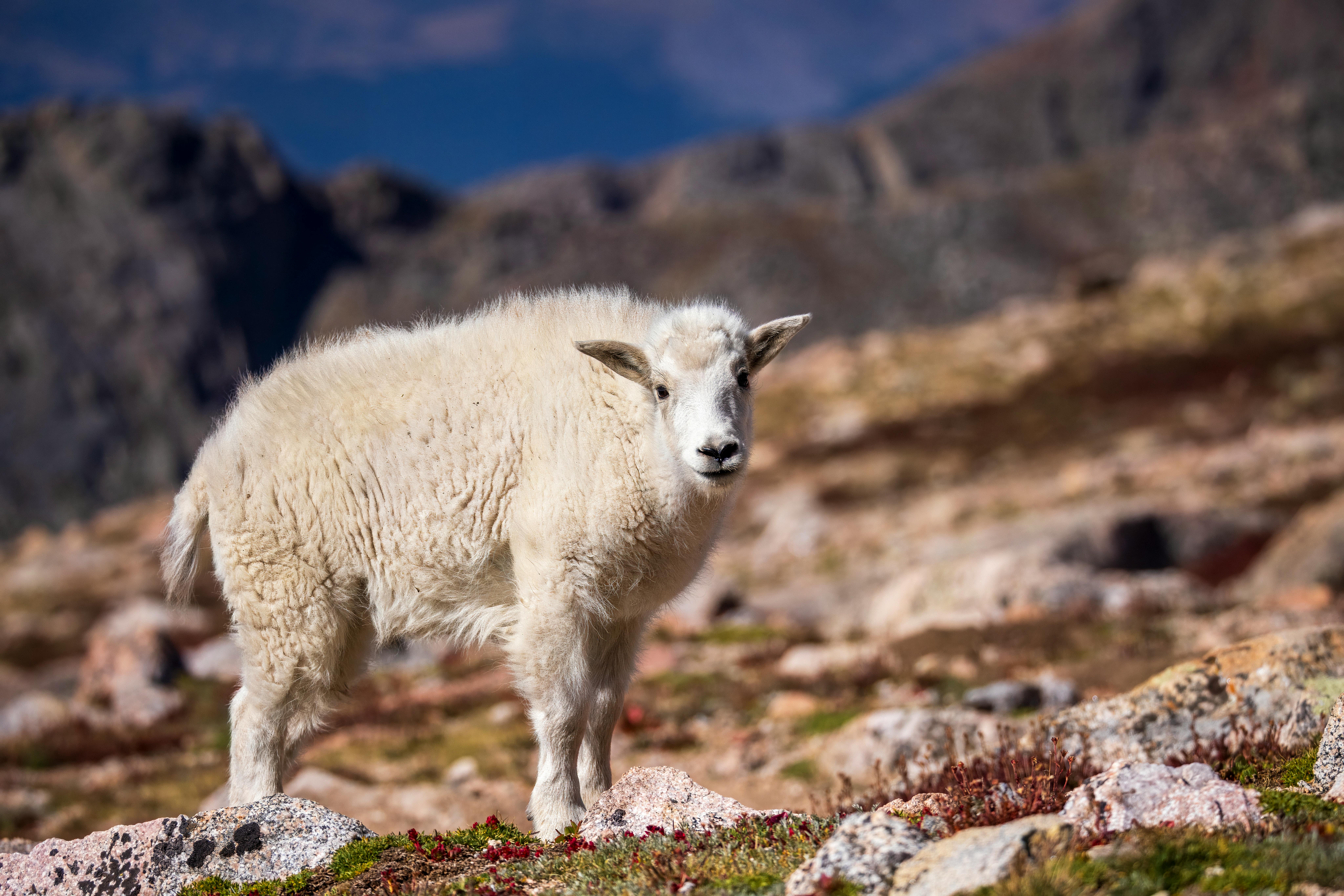 Airport transfers in Idaho Springs