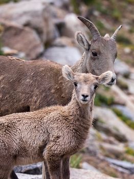 Bighorn sheep and lamb standing in the rocky landscape of Idaho Springs, Colorado.