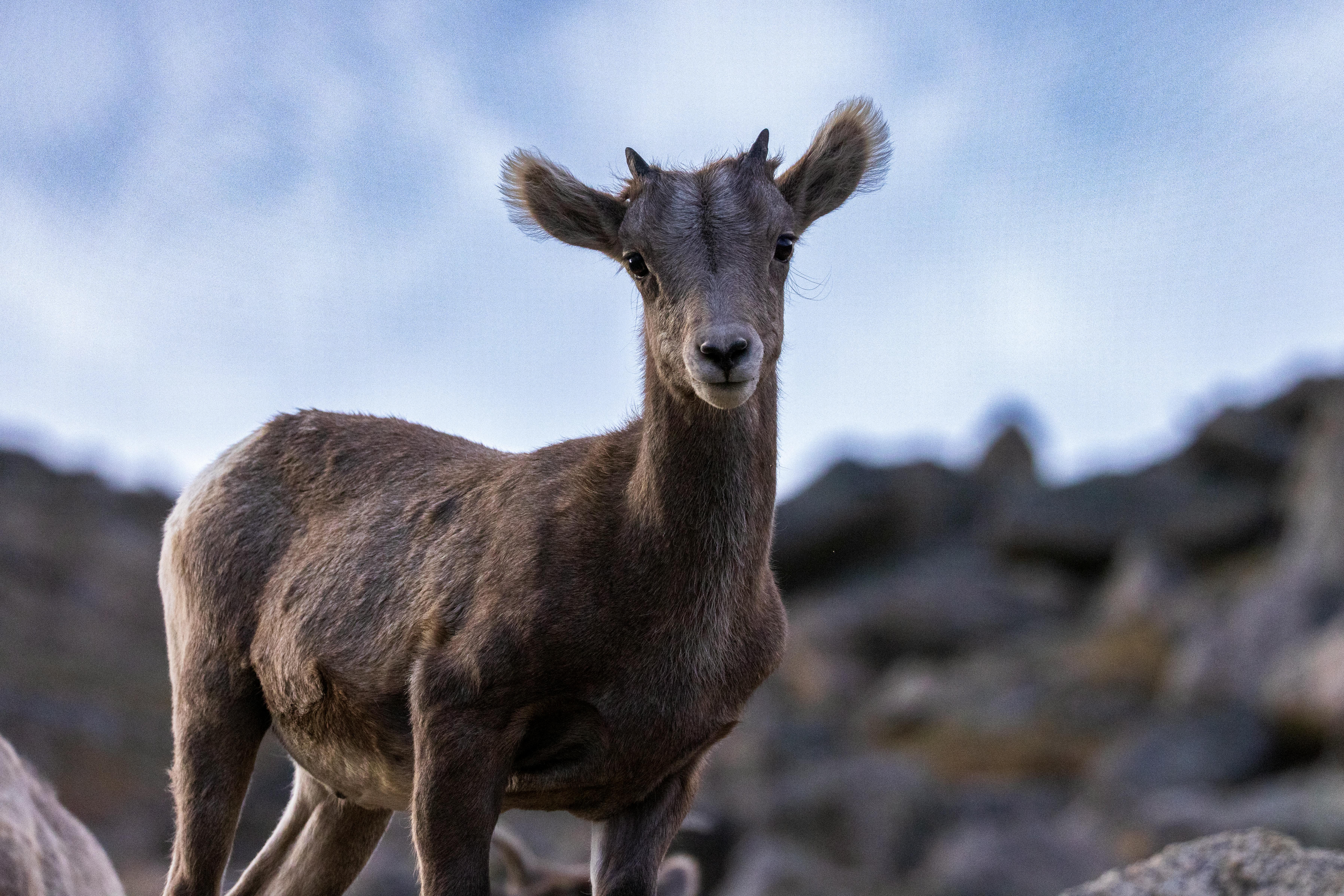 grátis Carneiro Carneiro Bighorn De Um Ano Foto profissional