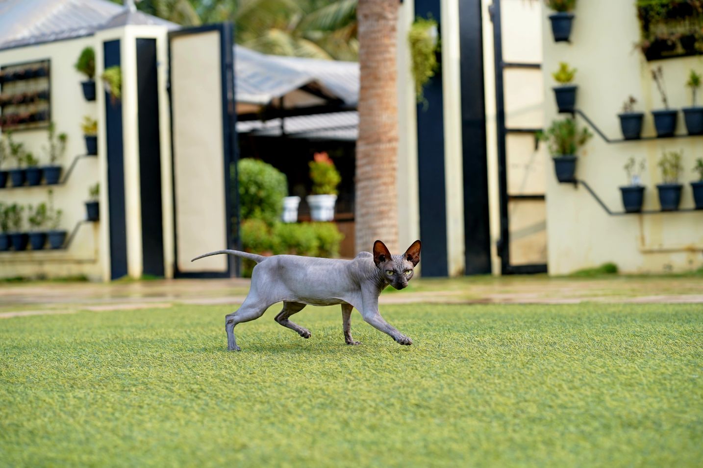 View of Sphynx Cat Life Expectancy: Factors Affecting Lifespan