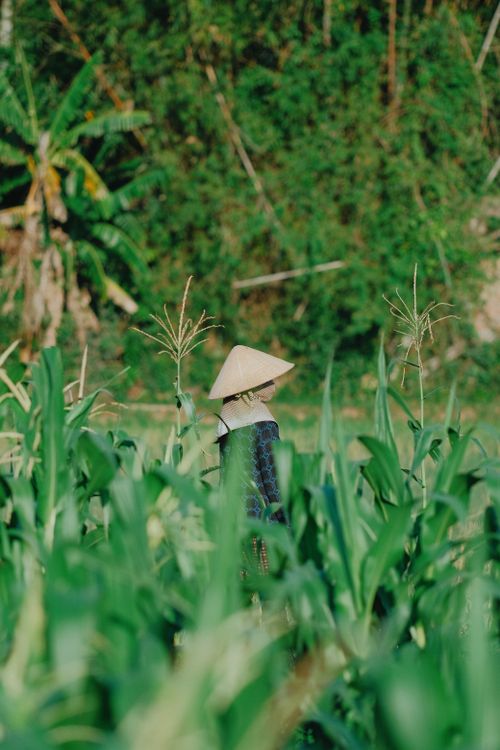 Free Person in traditional hat amid lush green cornfield in rural setting. Stock Photo