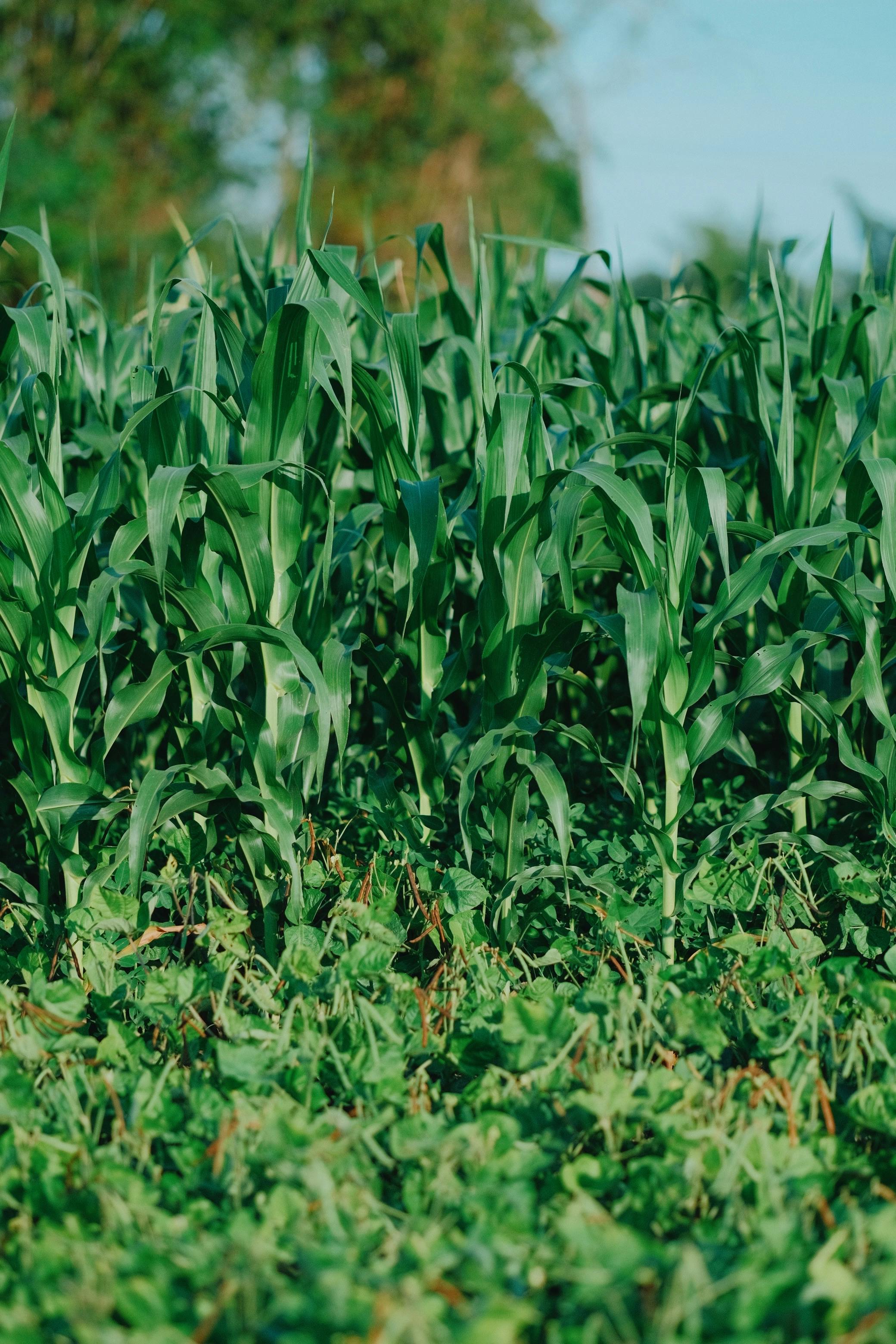 Biofarm insights image