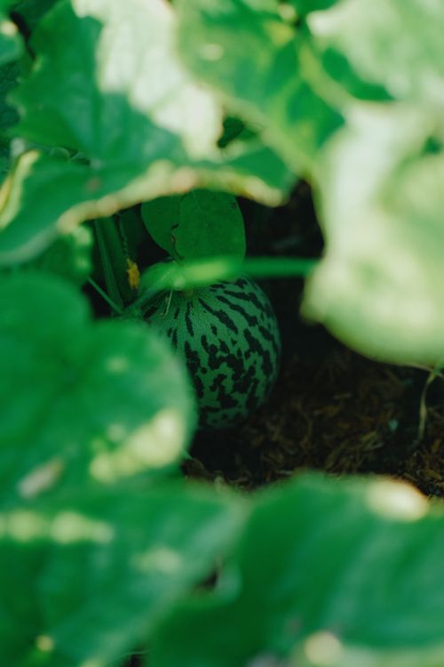 Free Close-up of a watermelon growing amidst leaves in a sunny garden, symbolizing fresh summer harvest. Stock Photo