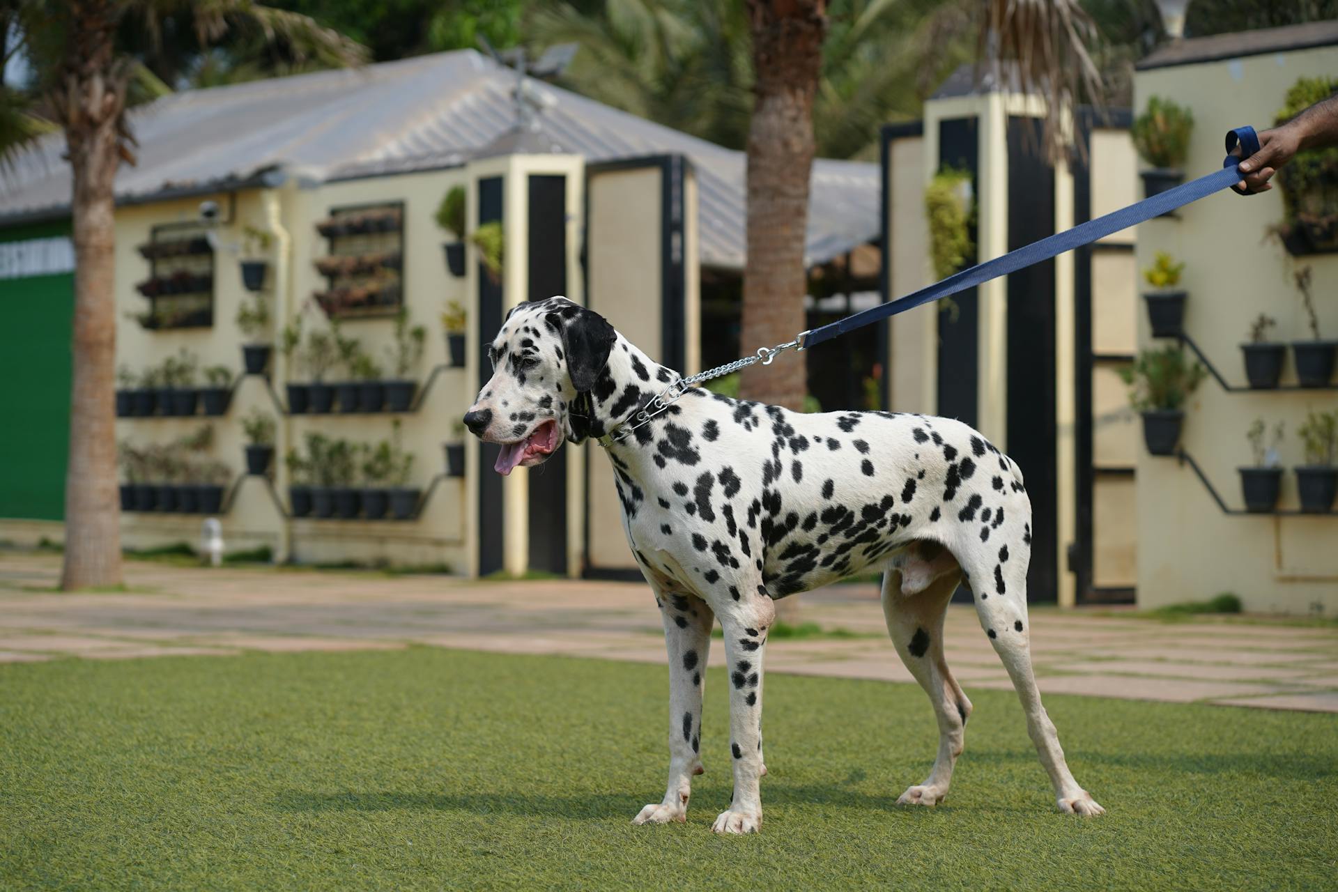 Dalmatian Dog