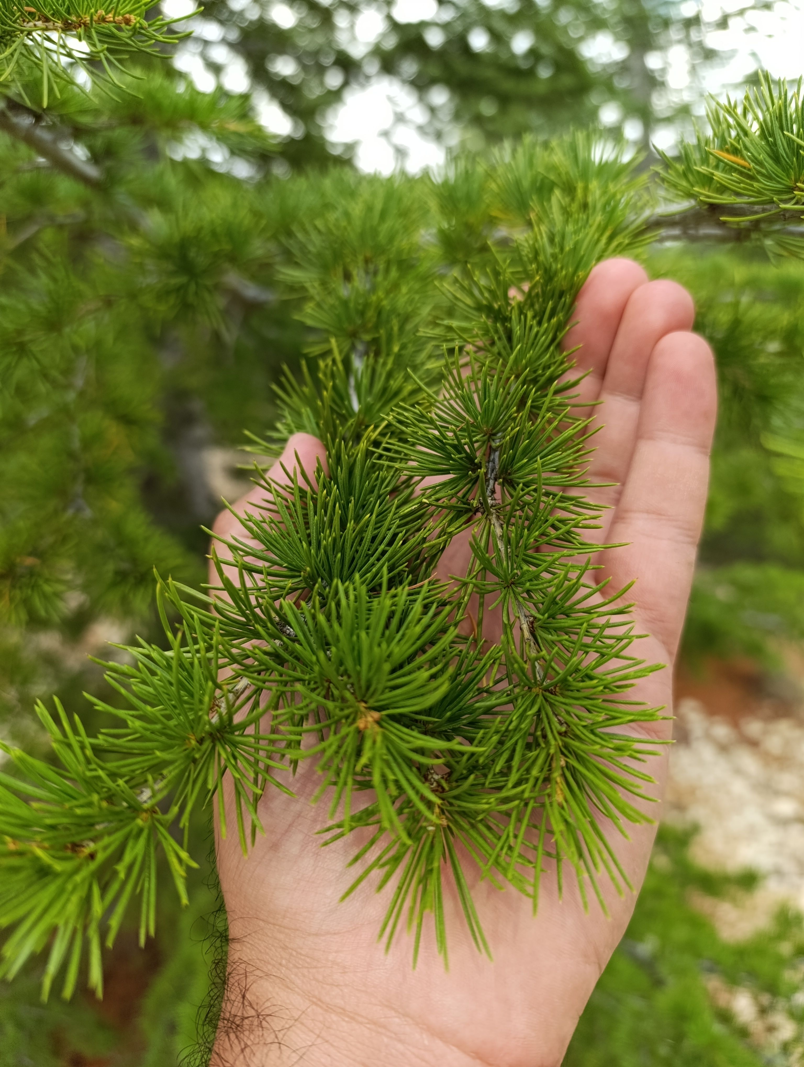 Hand Holding Coniferous Shrub · Free Stock Photo