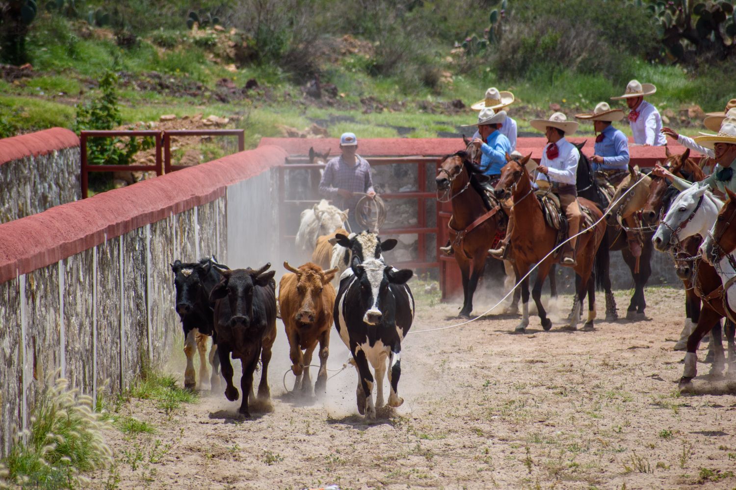 Mexican Ranch Photos, Download The BEST Free Mexican Ranch Stock Photos ...
