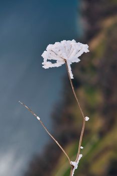 Close-up of a frosty plant against a blurred winter landscape background.