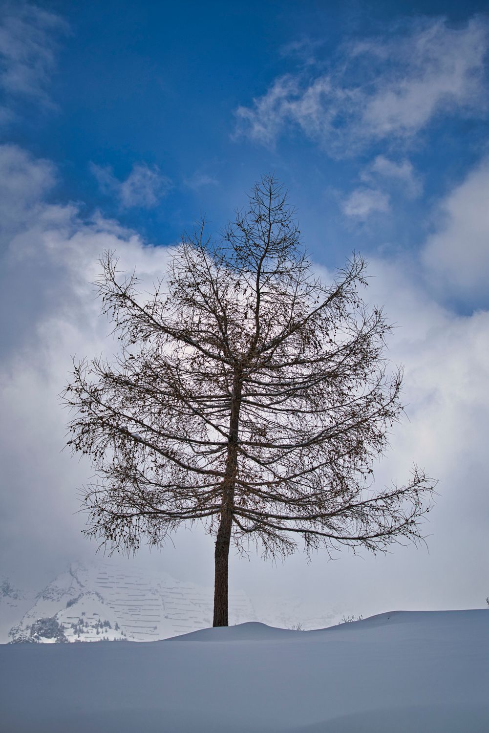 Solitary Tree in Snowy Winter Landscape · Free Stock Photo