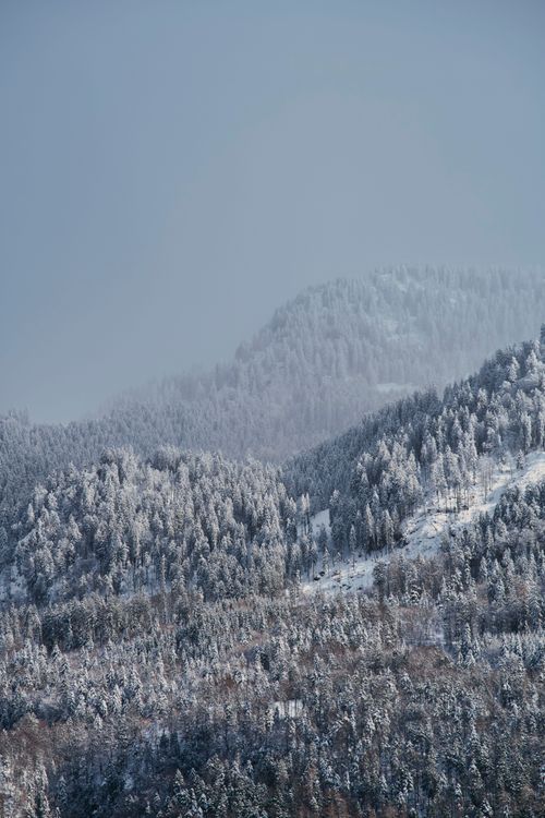 Free Scenic snow-covered mountains with frosty trees on a misty winter morning. Stock Photo