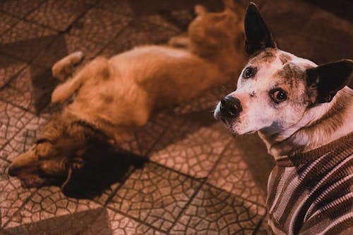 Photos gratuites de chiens, couché, regarder