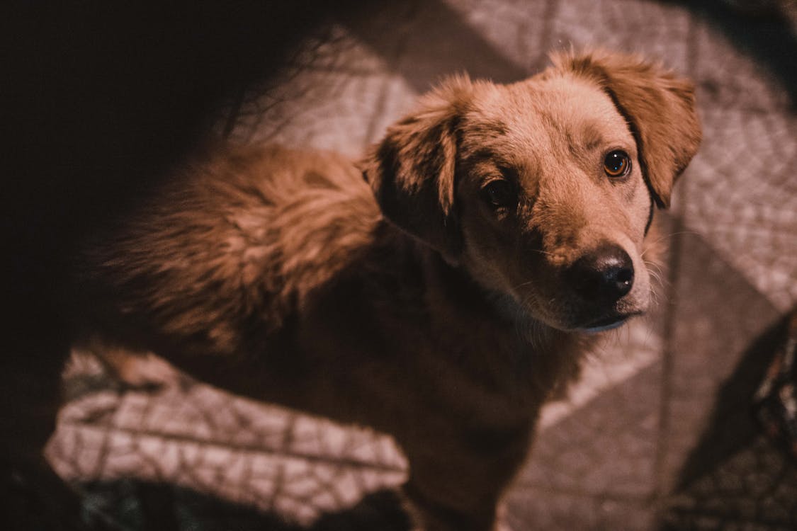 Free stock photo of dog, looking