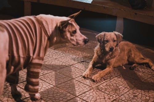 aşağı, köpekler, uzanmak içeren Ücretsiz stok fotoğraf