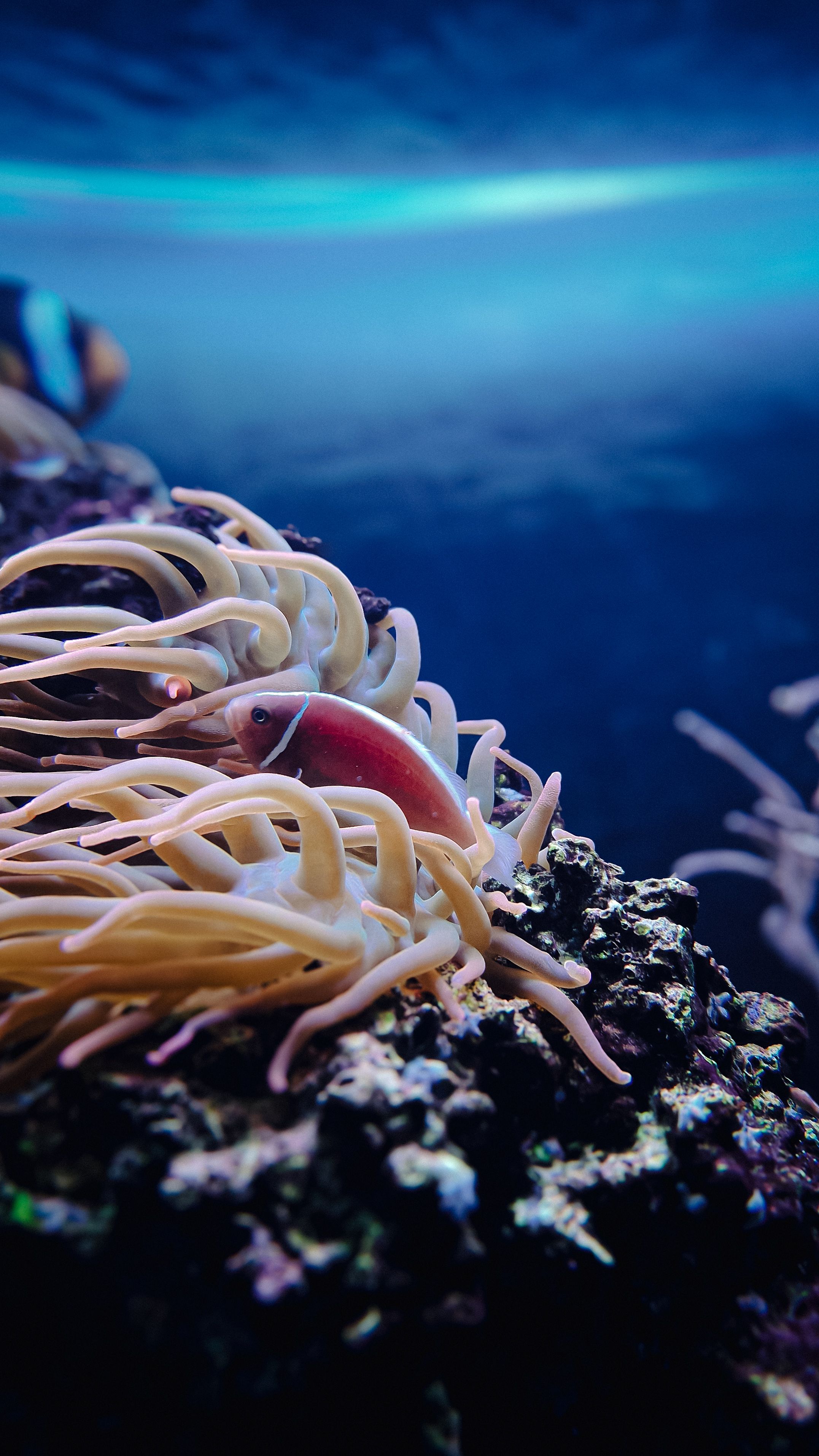 бесплатная Бесплатное стоковое фото с oceanscape, Аквариум, анемона Стоковое фото