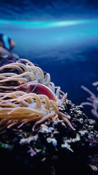 Vibrant underwater photo of an anemone and fish in a coral reef, showcasing marine diversity.