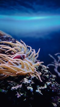 Colorful underwater scene featuring anemone and marine life in a tropical reef.