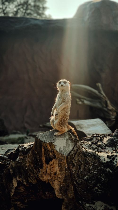 Free A vigilant meerkat stands on a sunlit log in its zoo habitat, exuding a wild charm. Stock Photo