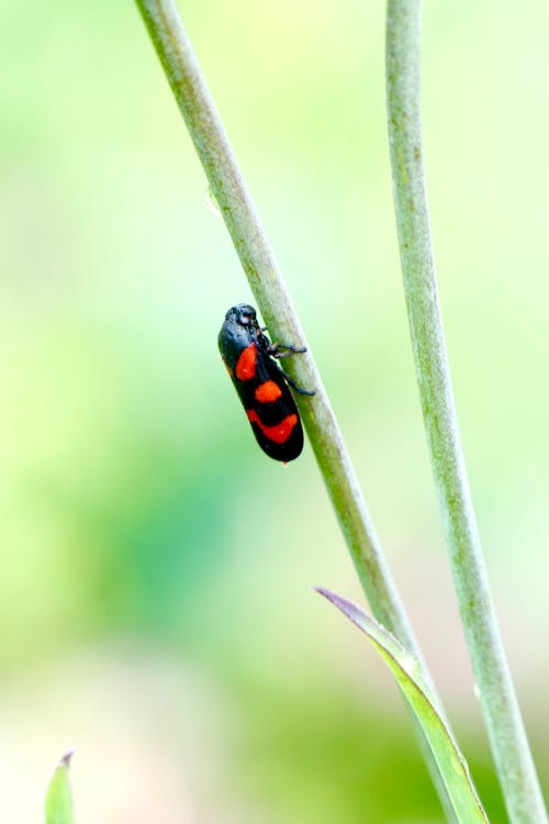 Beetle on a Grass · Free Stock Photo