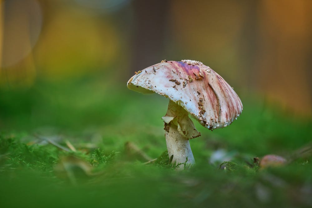 Stuffed Mushroom Caps