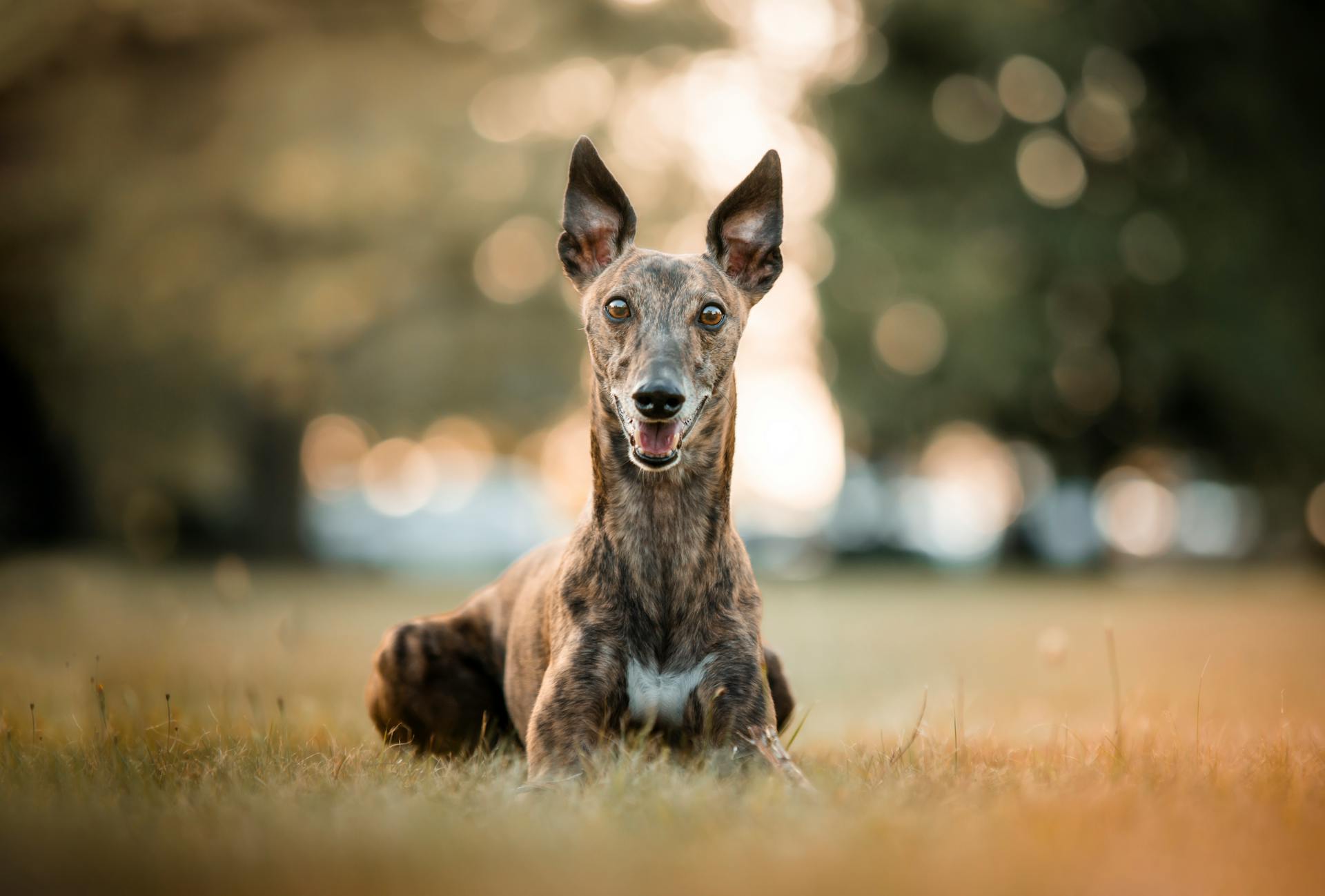 A greyhound dog sitting in the grass