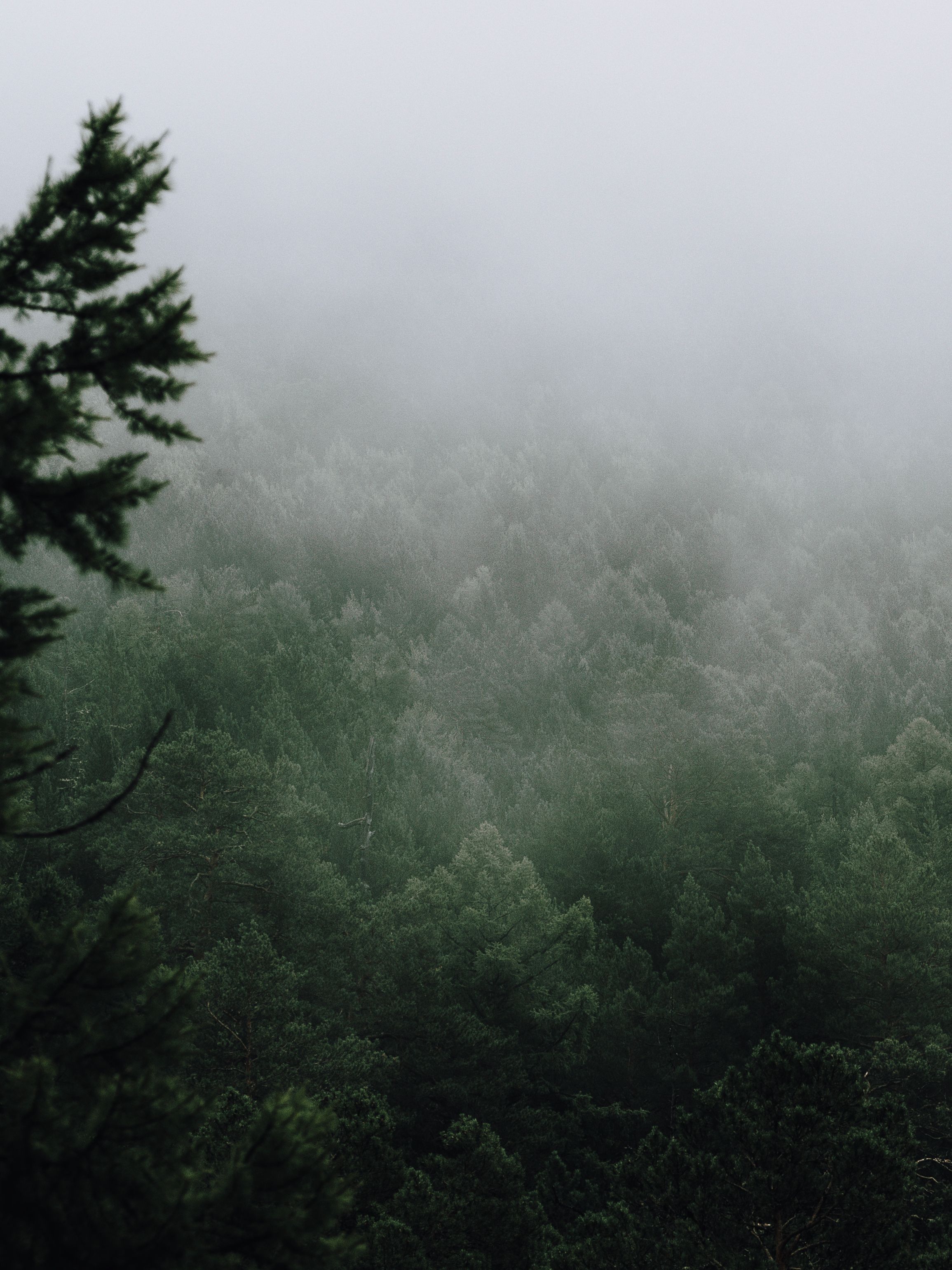 Trees in a Forest Covered with Fog · Free Stock Photo