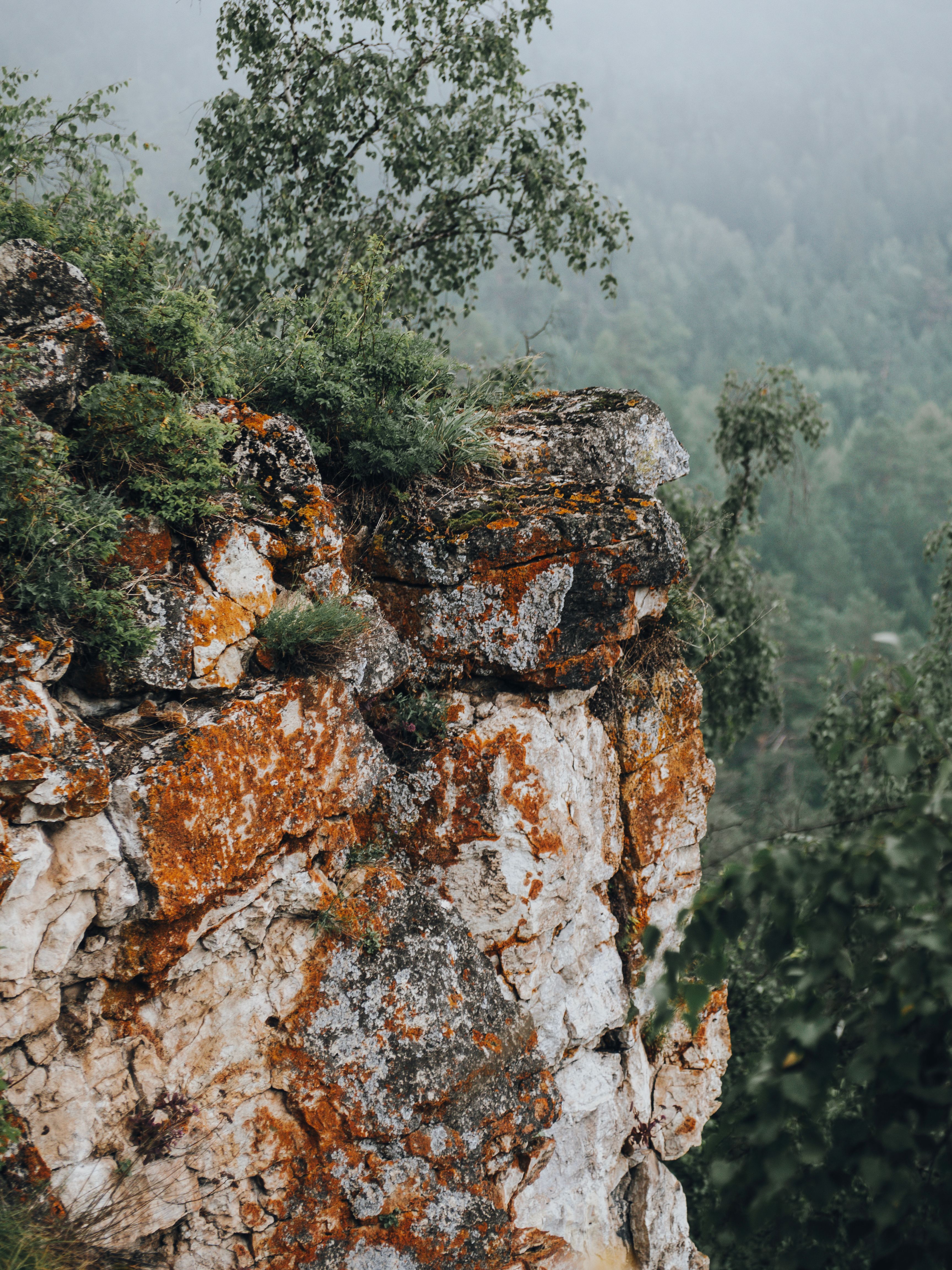 Trees on Rock over Forest · Free Stock Photo