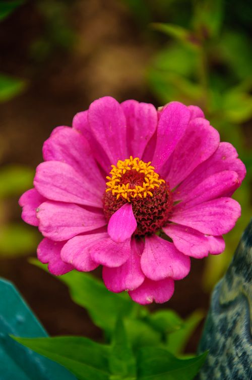Free Beautiful close-up of a vibrant pink Zinnia flower in full bloom in a lush garden setting. Stock Photo