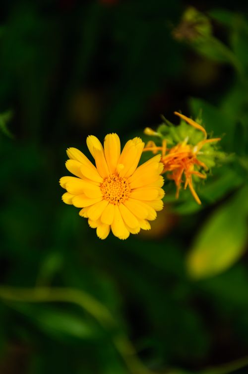 Free A vibrant yellow calendula flower in sharp focus against a blurry dark green background. Stock Photo
