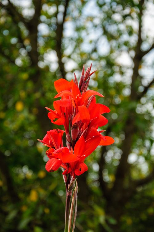 Free Close-up of a bright red canna lily in full bloom against a lush garden backdrop. Stock Photo