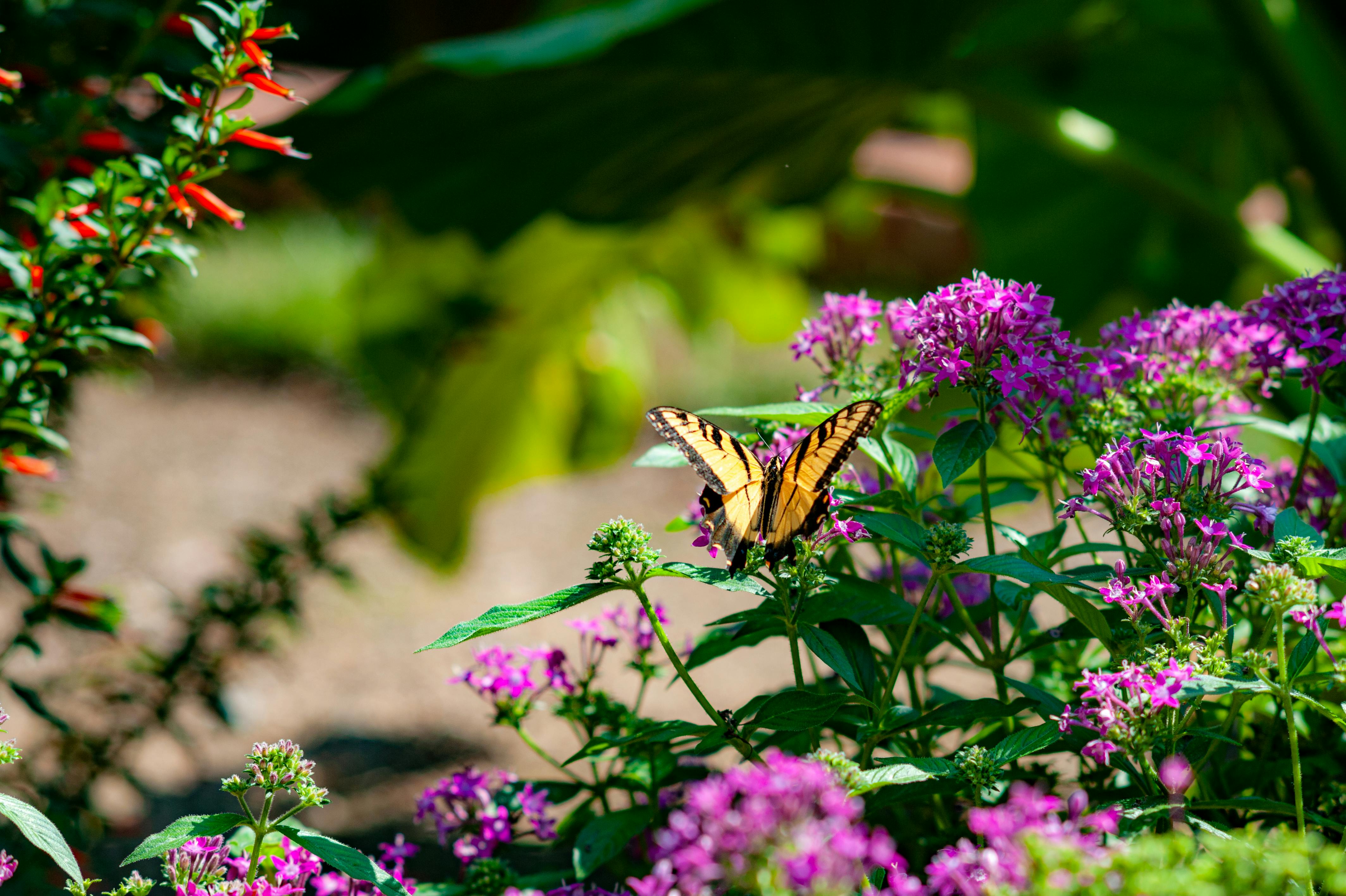 Diseño y Manejo Ecológico de Jardines para Polinizadores Nativos y Migratorios