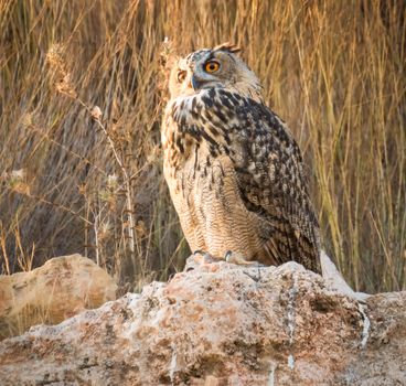 owl photo