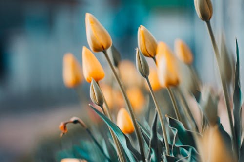 Selective Focus Photography Of Yellow Flowers