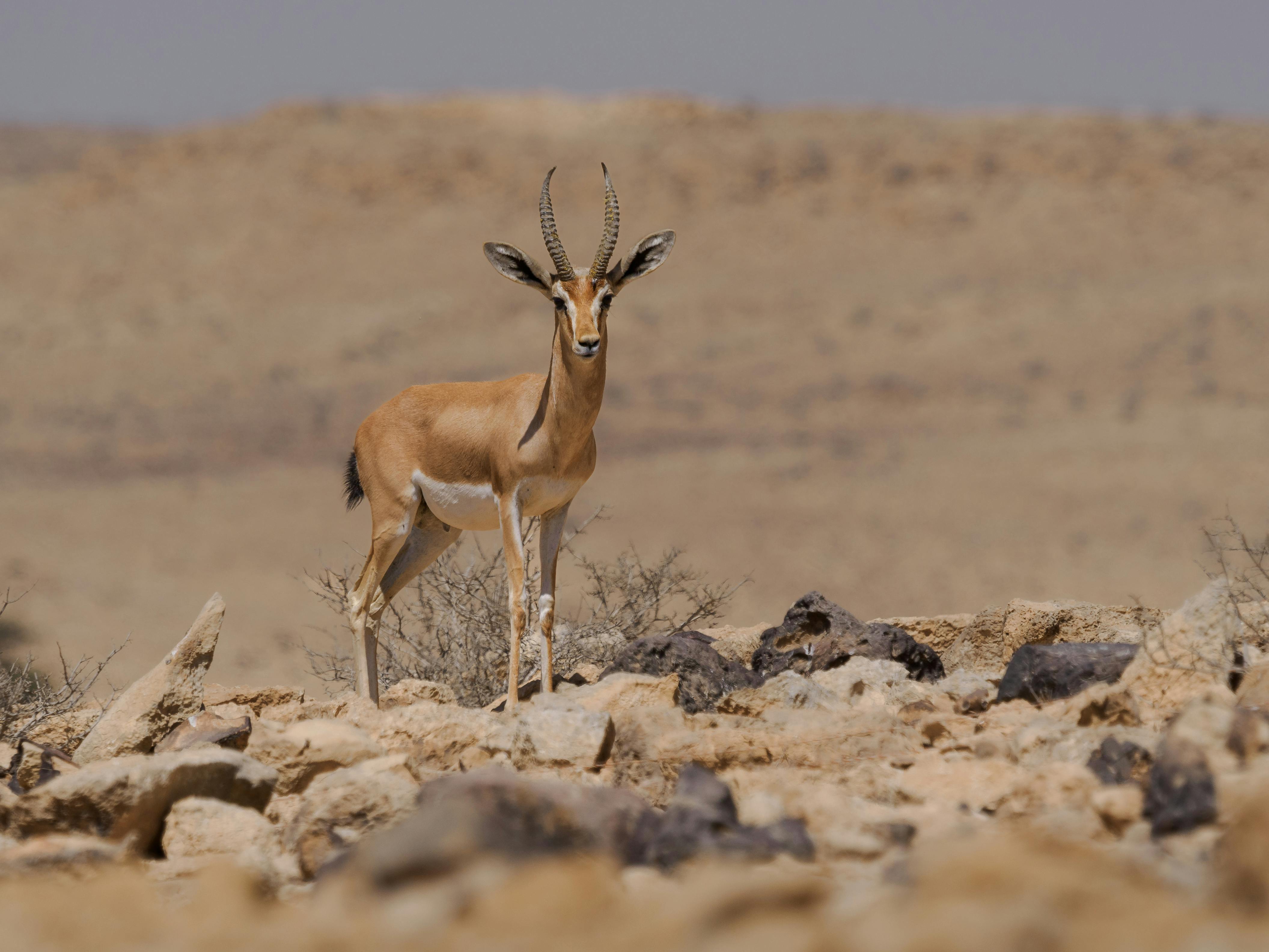 Gratuit Gazelle Dorcas Dans Le Désert Photos