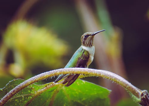 Fotografía De Enfoque De Pájaro Verde