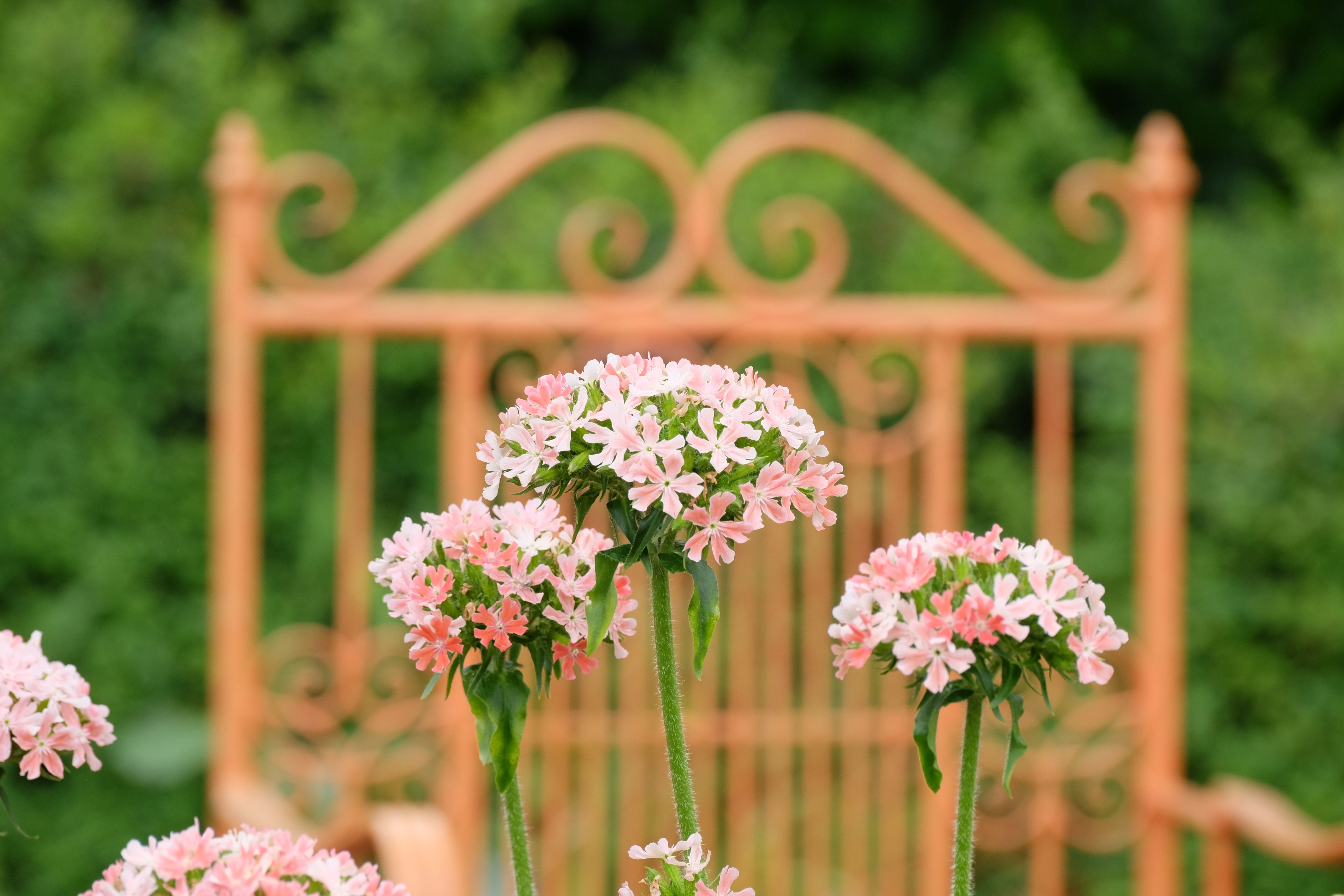Bouquets of Pink Flowers in Garden · Free Stock Photo